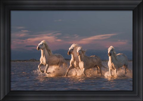 Framed Angels Of Camargue 1 Print