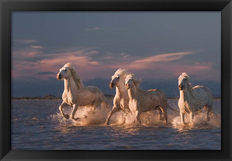 Framed Angels Of Camargue 1 Print