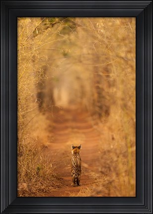 Framed Tiger In The Tunnel Print