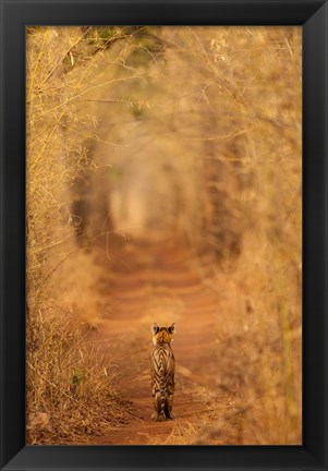 Framed Tiger In The Tunnel Print