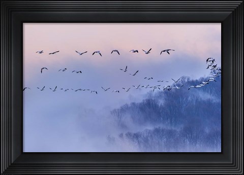 Framed Snow Geese Print