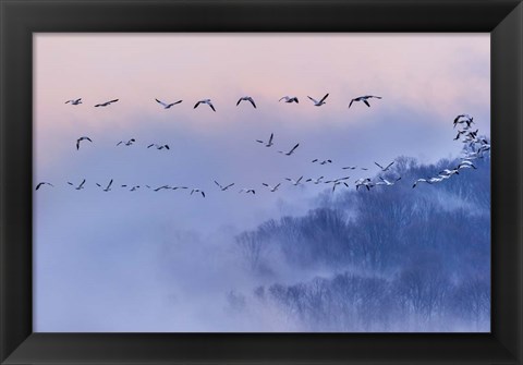 Framed Snow Geese Print