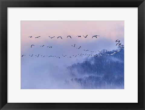 Framed Snow Geese Print