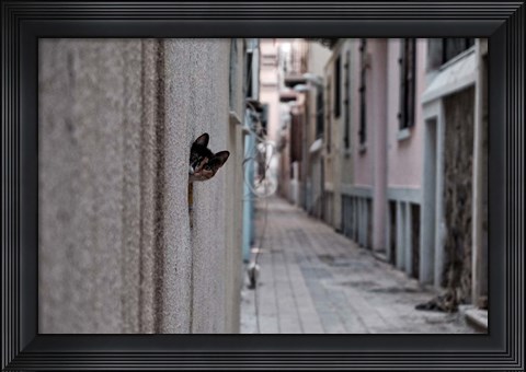 Framed Dantel Street Cat Print