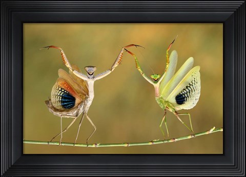Framed Show Time Print
