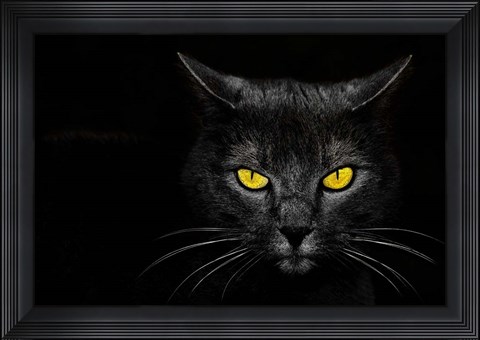 Framed Black Cat Print