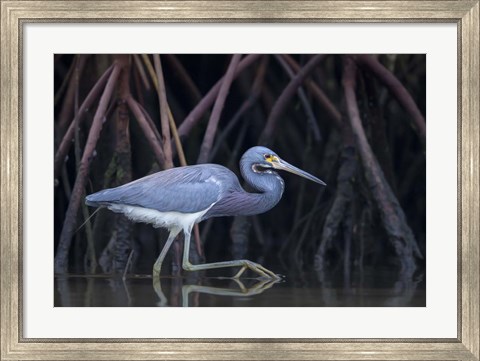 Framed Stalking in The Mangroves Print