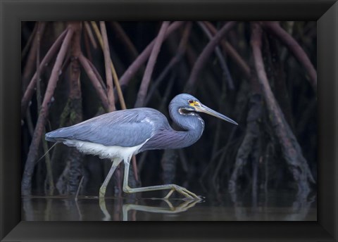 Framed Stalking in The Mangroves Print