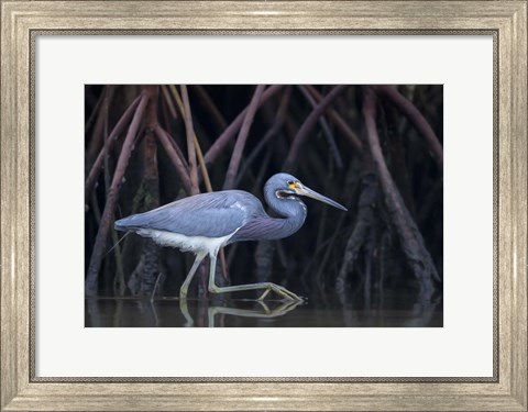 Framed Stalking in The Mangroves Print
