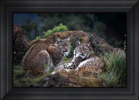 Framed Moonschein Lovers Print