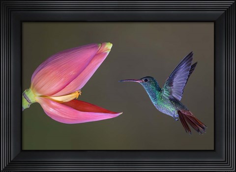 Framed Target Practice Print
