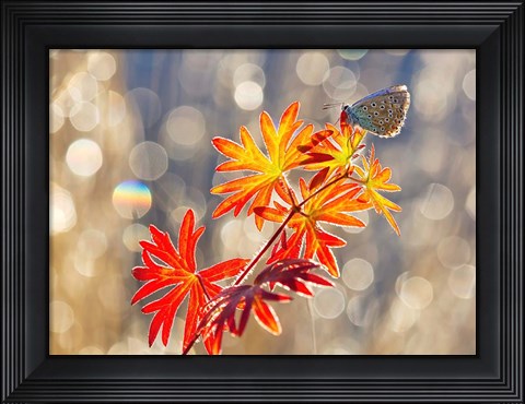 Framed September Moments Print