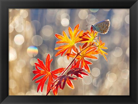Framed September Moments Print