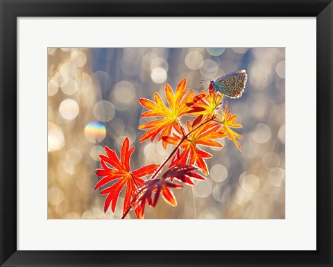 Framed September Moments Print