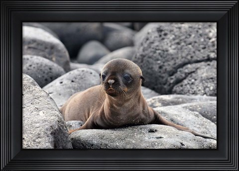 Framed Galapagos Sea Lion Pup Print