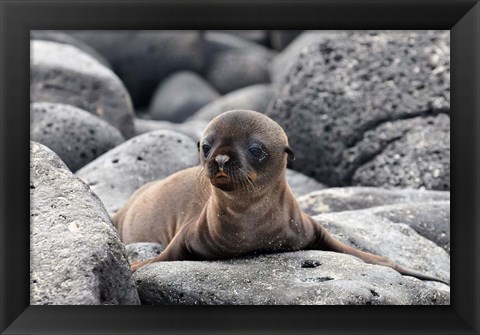 Framed Galapagos Sea Lion Pup Print