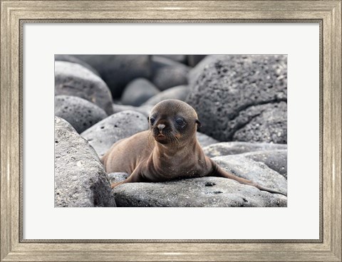 Framed Galapagos Sea Lion Pup Print