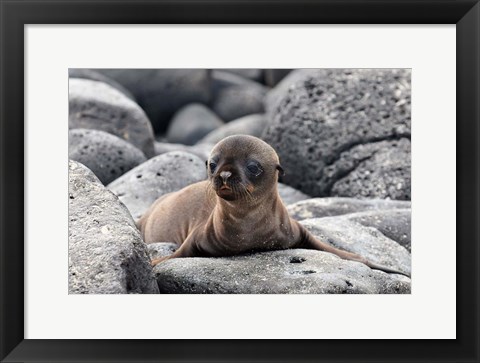 Framed Galapagos Sea Lion Pup Print