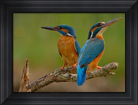 Framed Kingfisher Print