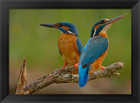 Framed Kingfisher Print