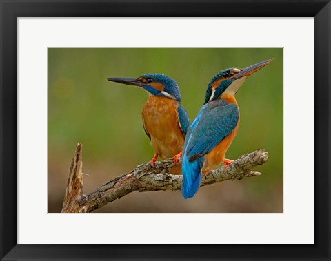 Framed Kingfisher Print