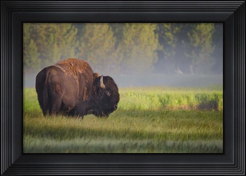 Framed Bison In Morning Light Print