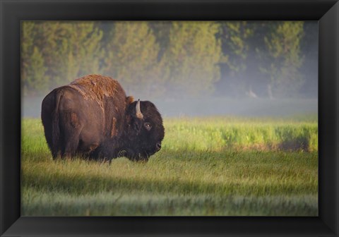 Framed Bison In Morning Light Print