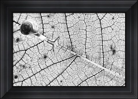 Framed Transparences Print