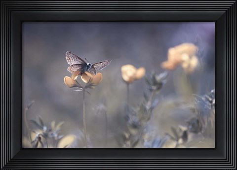 Framed Lady Of Lothlorien Print
