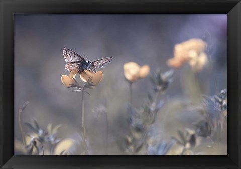 Framed Lady Of Lothlorien Print