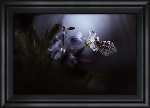 Framed In Your Dreams, Everything Is Alright Print