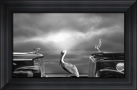 Framed Contemplating the Pelican Print