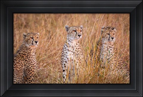 Framed Cheetah Alpine Glow Print