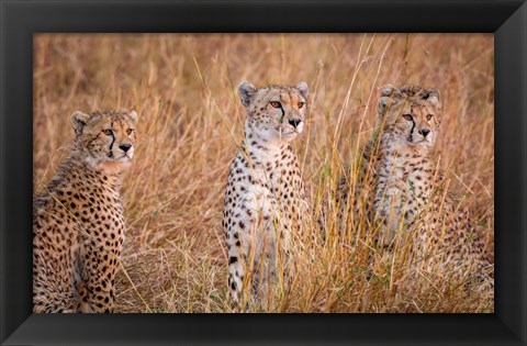 Framed Cheetah Alpine Glow Print