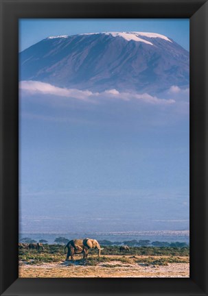 Framed Kilimanjaro And The Quiet Sentinels Print