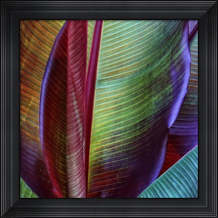 Framed Banana Skin Print