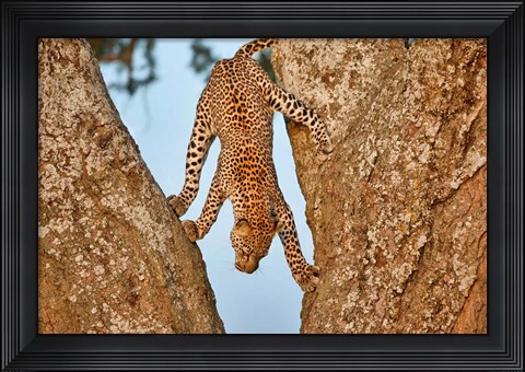 Framed Upside Down Print