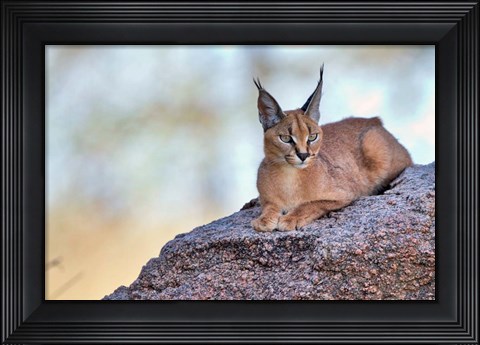Framed Caracal Print