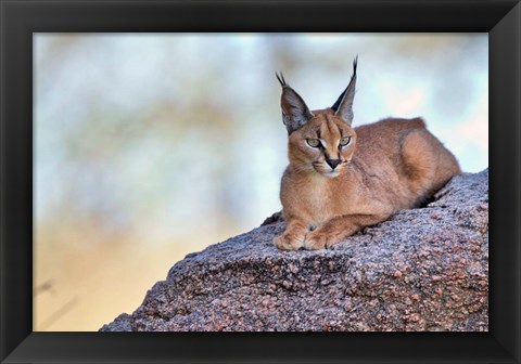 Framed Caracal Print