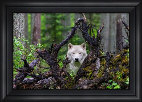 Framed Wolf Print
