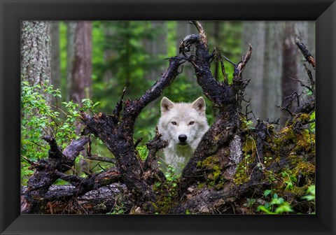 Framed Wolf Print