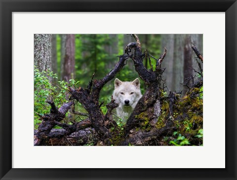 Framed Wolf Print