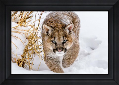 Framed Sneaky Cougar Print