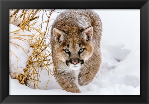 Framed Sneaky Cougar Print