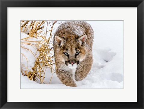 Framed Sneaky Cougar Print