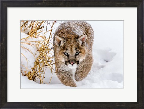 Framed Sneaky Cougar Print