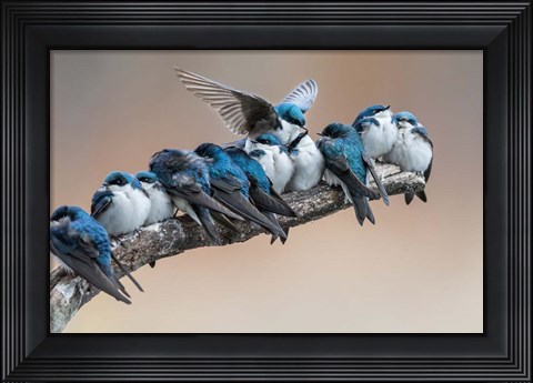 Framed No Room, No Problem. I Will Make Myself Some Room Print