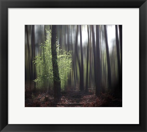 Framed Spring Forest Print