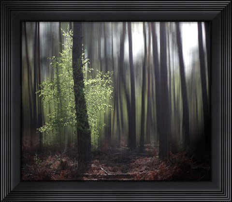 Framed Spring Forest Print