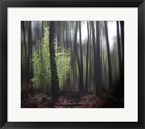 Framed Spring Forest Print